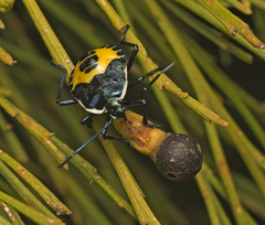 Commius elegans