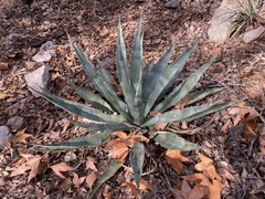 Agave palmeri