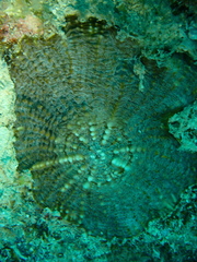 Lobophylliidae