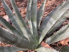 Agave palmeri