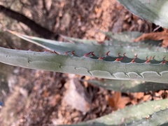 Agave palmeri