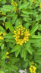 Galphimia glauca