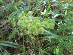 Euphorbia amygdaloides