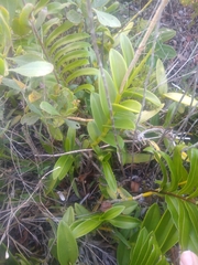 Epidendrum fulgens