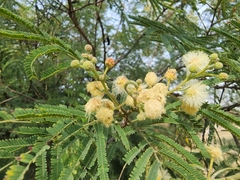 Senegalia berlandieri