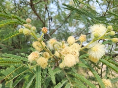 Senegalia berlandieri