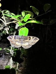 Erebus terminitincta