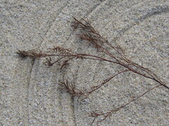 Polygonella articulata