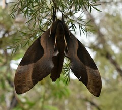 Coequosa triangularis