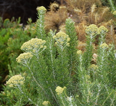 Ozothamnus turbinatus