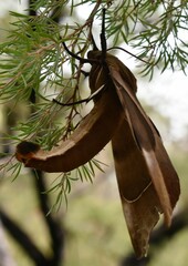 Coequosa triangularis