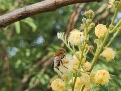 Palpada mexicana