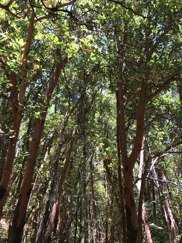 iNaturalist observation photo of Pacific madrone