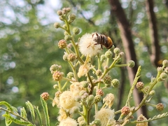 Palpada mexicana