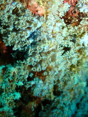 Tubiporidae