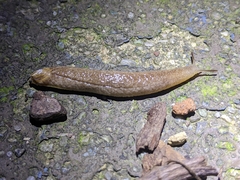 Testacella haliotidea