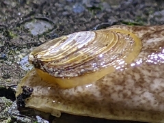 Testacella haliotidea