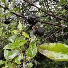 Pittosporum colensoi