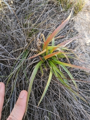 Luzula comosa comosa