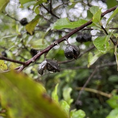 Pittosporum colensoi