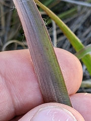 Luzula comosa comosa