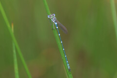Austrolestes cingulatus