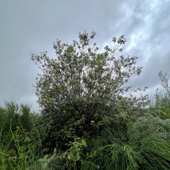 Pittosporum colensoi