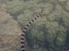 Laticauda saintgironsi