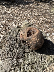 Andricus quercuscalifornicus