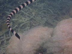 Laticauda saintgironsi