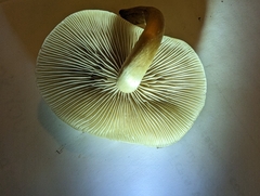 Hypholoma capnoides