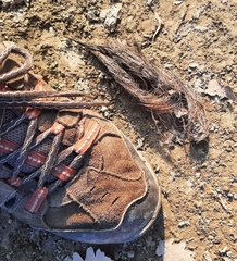 Canis lupus italicus