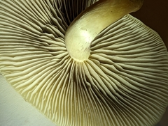 Hypholoma capnoides