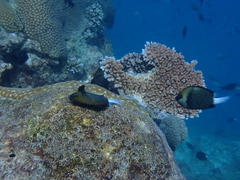 Dascyllus reticulatus