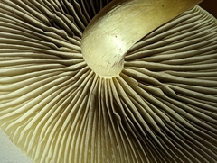 Hypholoma capnoides