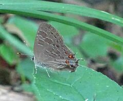 Satyrium liparops