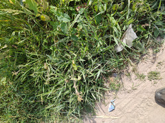 Phalaris arundinacea picta