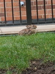 Sylvilagus floridanus