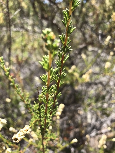 iNaturalist observation photo of chamise