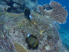 Dascyllus reticulatus