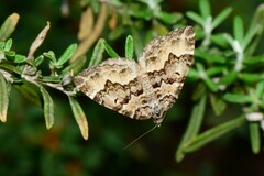 Chrysolarentia rhynchota