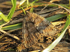 Hydriomena