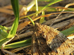 Hydriomena