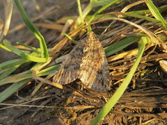 Hydriomena