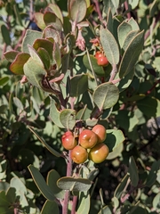 Arctostaphylos silvicola