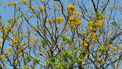 Laburnum anagyroides