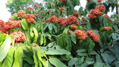Saraca asoca