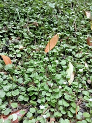 Lagenophora strangulata