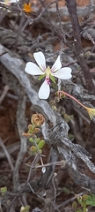 Pelargonium karooicum