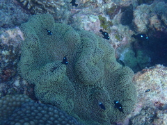 Stichodactyla mertensii